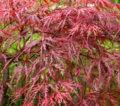 Dehner Laubgehölze - er Schlitz-Ahorn 'Dissectum Garnet', ca. 30-40 cm Dunkelrot