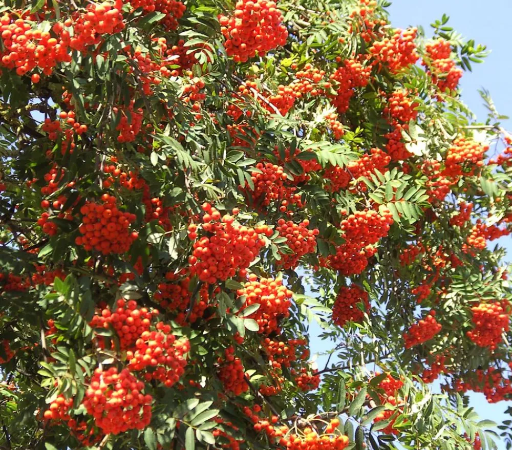 Dehner Eberesche 'Edulis' Orange Best