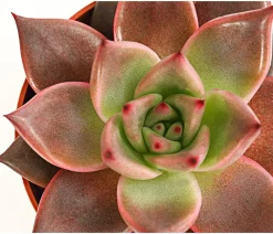 Dehner Sukkulenten > Echeverie - Echeveria agavoides 'Taurus'