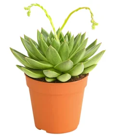 Dehner Echeverie - Echeveria agavoides Hellgrün Discount
