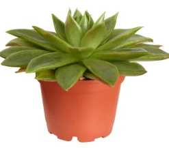Dehner Echeverie - Echeveria Hybride, verschiedene Sorten