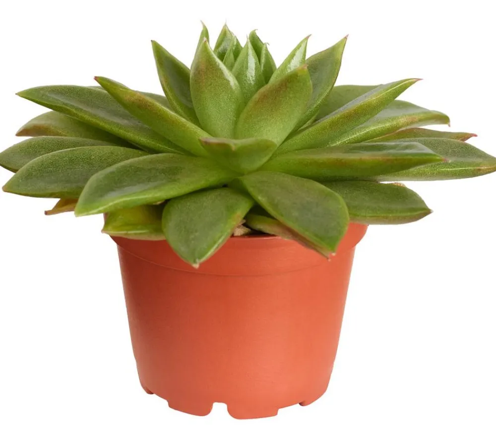 Dehner Echeverie - Echeveria Hybride, verschiedene Sorten