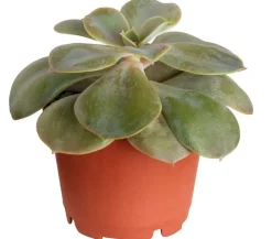 Dehner Echeverie - Echeveria Hybride, verschiedene Sorten
