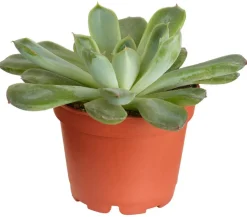 Dehner Echeverie - Echeveria Hybride, verschiedene Sorten