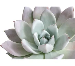 Dehner Sukkulenten > Echeverie - Echeveria-Hybride 'Mexican Giant'