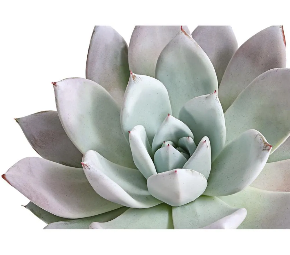 Dehner Sukkulenten > Echeverie - Echeveria-Hybride 'Mexican Giant'