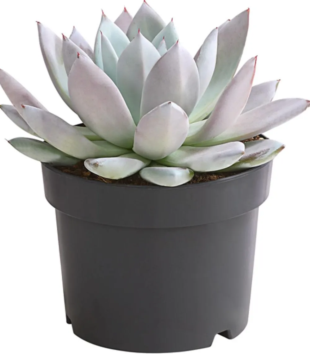 Dehner Sukkulenten > Echeverie - Echeveria-Hybride 'Mexican Giant'