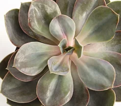 Dehner Sukkulenten > Echeverie - Echeveria Hybride, verschiedene Sorten