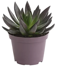 Dehner Sukkulenten > Echeverie - Echeveria Hybride, verschiedene Sorten