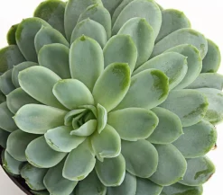 Dehner Sukkulenten > Echeverie - Echeveria Hybride, verschiedene Sorten