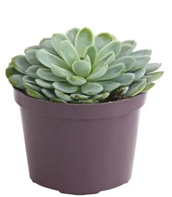 Dehner Sukkulenten > Echeverie - Echeveria Hybride, verschiedene Sorten
