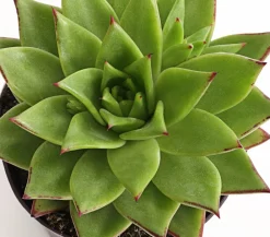 Dehner Sukkulenten > Echeverie - Echeveria Hybride, verschiedene Sorten