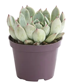 Dehner Sukkulenten > Echeverie - Echeveria Hybride, verschiedene Sorten