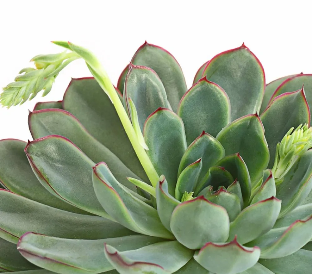 Sukkulenten > Echeverie - Echeveria pulidonis