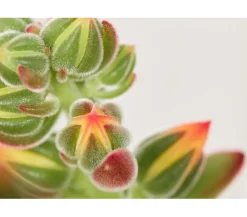 Dehner Sukkulenten - Echeverie - Echeveria pulvinata 'Pulvinata'