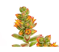 Dehner Sukkulenten - Echeverie - Echeveria pulvinata 'Pulvinata'