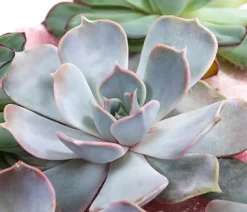 Dehner Sukkulenten|Zimmerpflanzen-Sets > Echeverien-Set - Echeveria, 5-teilig, verschiedene Sorten