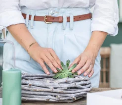 Dehner Sukkulenten|Zimmerpflanzen-Sets > Echeverien-Set - Echeveria, 5-teilig, verschiedene Sorten