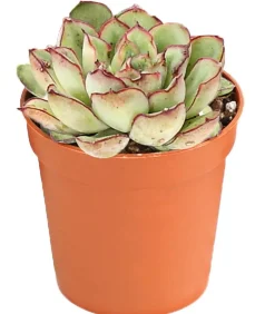 Dehner Sukkulenten > Echeverien-Set - Echeveria, verschiedene Sorten
