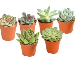Dehner Sukkulenten > Echeverien-Set - Echeveria, verschiedene Sorten