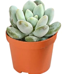 Dehner Sukkulenten > Echeverien-Set - Echeveria, verschiedene Sorten