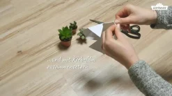 Dehner Sukkulenten > Echeverien-Set - Echeveria, verschiedene Sorten