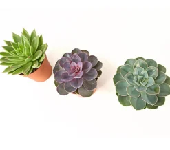 Dehner Sukkulenten - Echeverien-Set - Echeveria, verschiedene Sorten