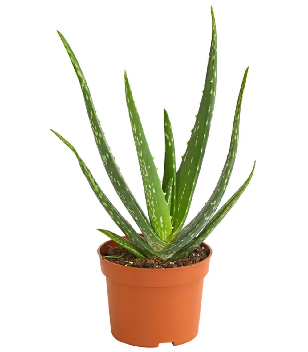 Dehner Sukkulenten > Echte Aloe - Aloe vera
