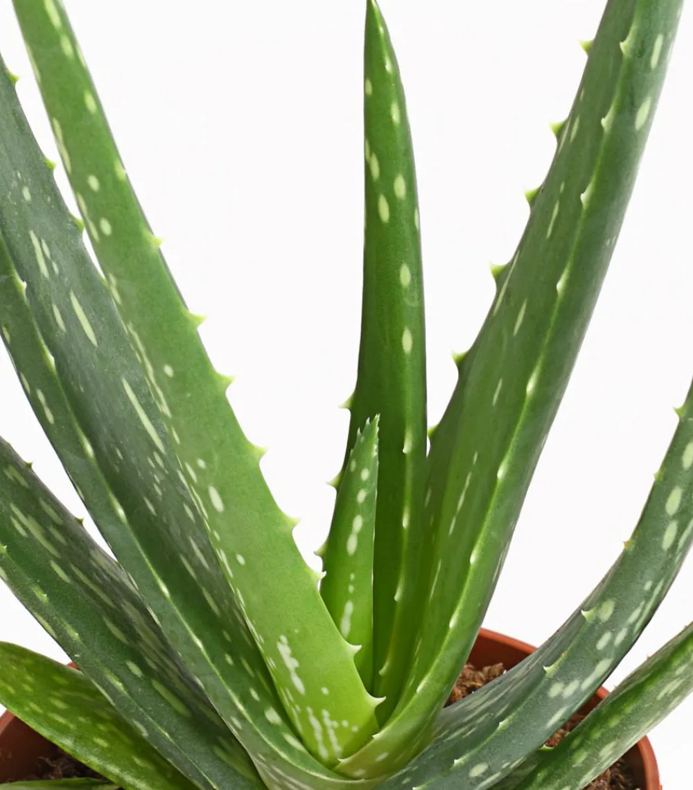 Dehner Sukkulenten > Echte Aloe - Aloe vera