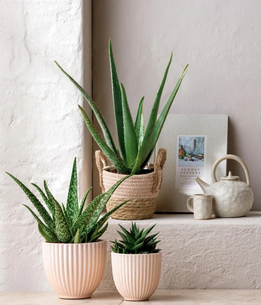 Dehner Sukkulenten > Echte Aloe - Aloe vera