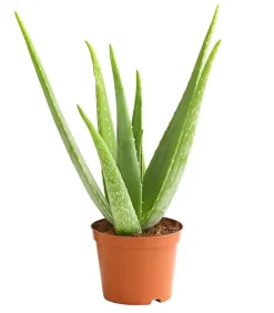 Dehner Echte Aloe - Aloe vera Grün Discount