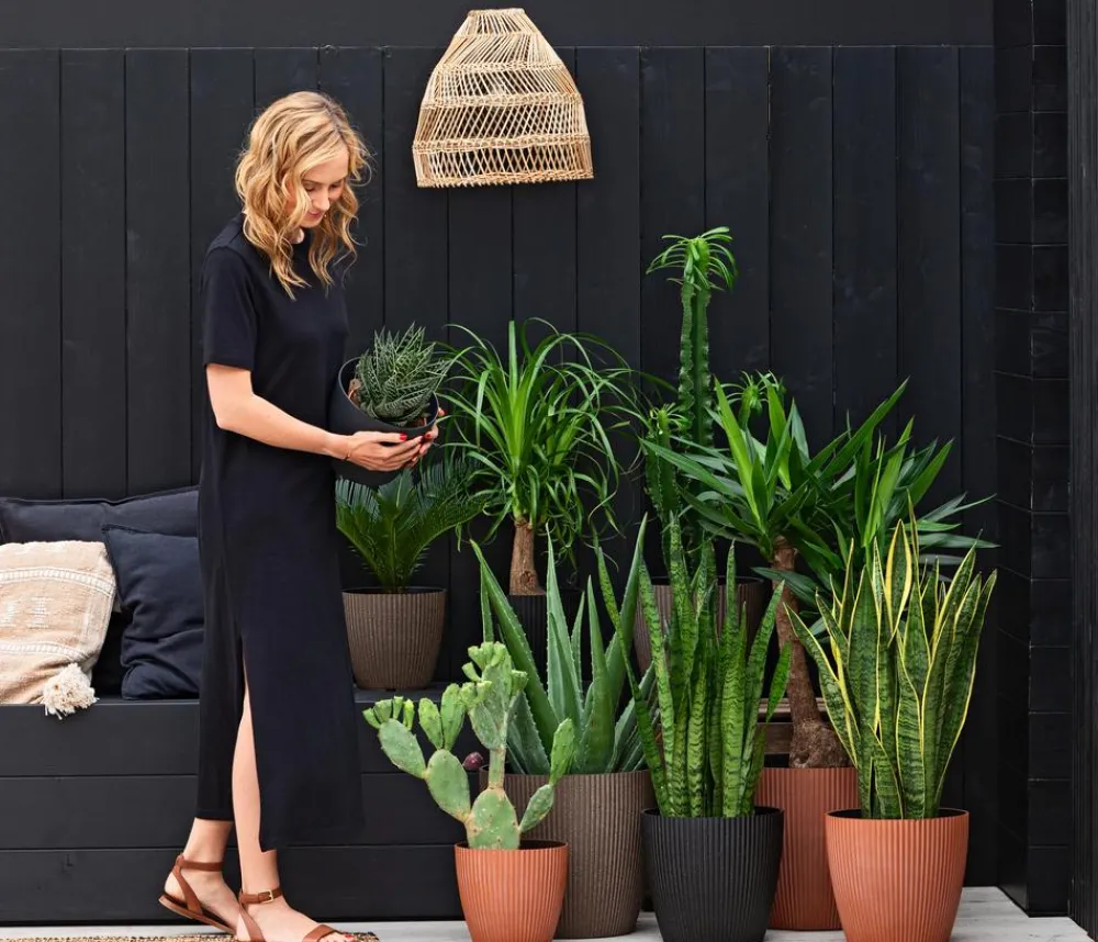 Dehner Echte Aloe - Aloe vera Grün Outlet