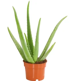 Dehner Sukkulenten - Echte Aloe - Aloe vera Grün