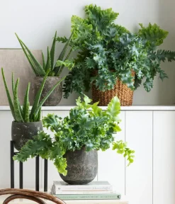 Dehner Sukkulenten - Echte Aloe - Aloe vera Grün