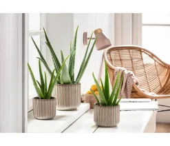 Dehner Sukkulenten - Echte Aloe - Aloe vera Hellgrün