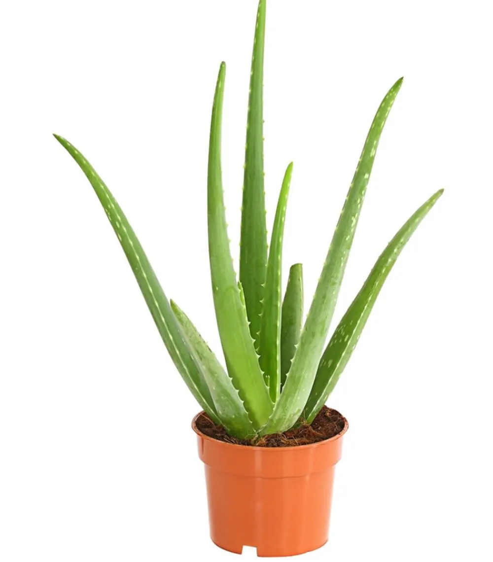 Dehner Sukkulenten - Echte Aloe - Aloe vera Hellgrün