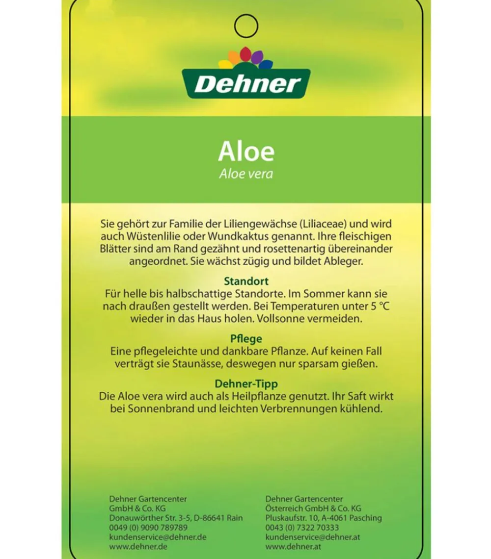 Dehner Sukkulenten > Echte Aloe - Aloe vera, mehrtriebig