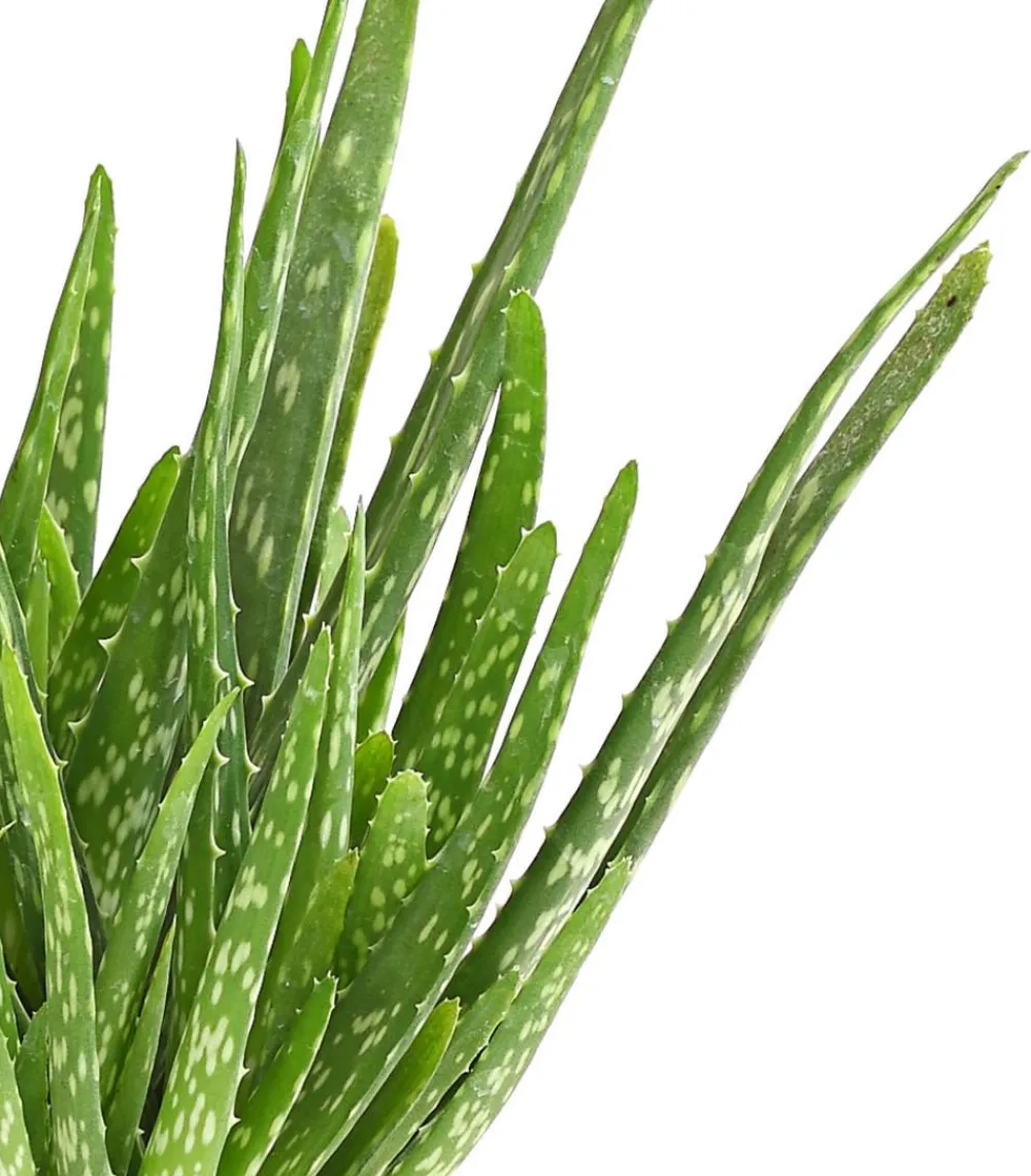 Dehner Sukkulenten > Echte Aloe - Aloe vera, mehrtriebig
