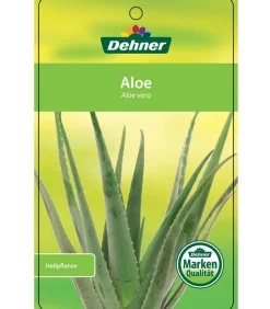 Dehner Sukkulenten > Echte Aloe - Aloe vera, mehrtriebig