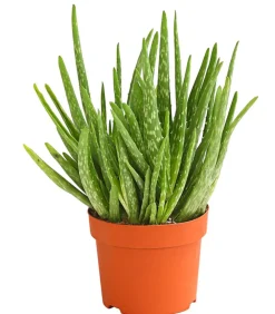 Dehner Sukkulenten > Echte Aloe - Aloe vera, mehrtriebig
