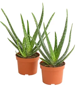 Dehner Sukkulenten - Echte Aloe-Set - Aloe vera Grün