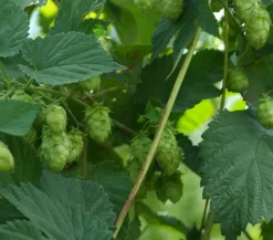 Dehner Echter Hopfen Hellgrün