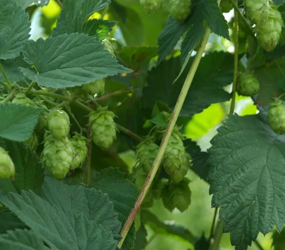 Dehner Echter Hopfen Hellgrün