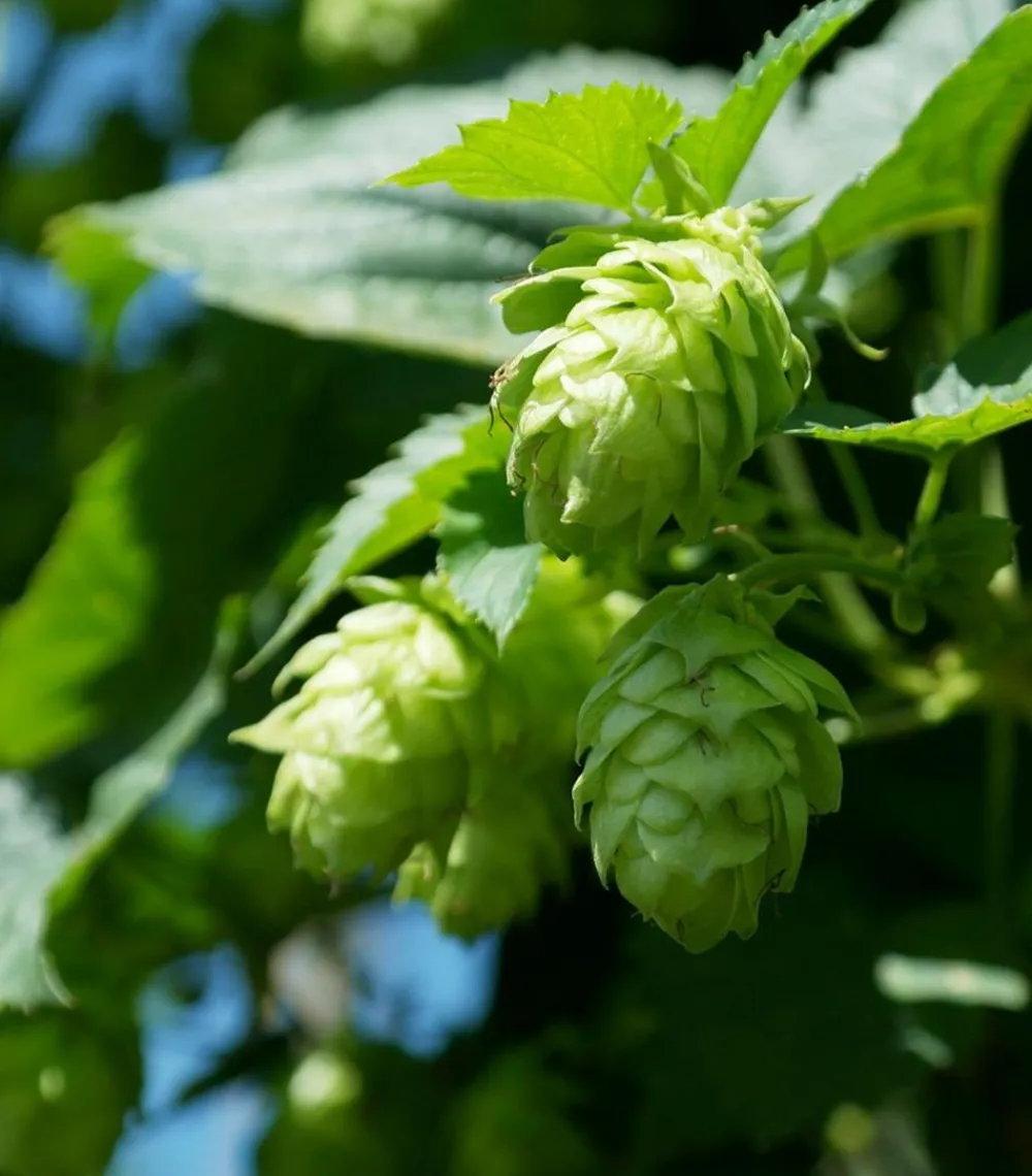 Dehner Echter Hopfen Hellgrün
