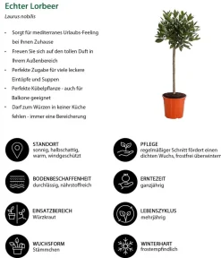 Dehner Terrassenpflanzen|Küchenkräuter - Echter Lorbeer, Stämmchen