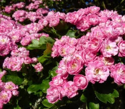 Dehner Echter Rotdorn 'Paul's Scarlet' Pink Online