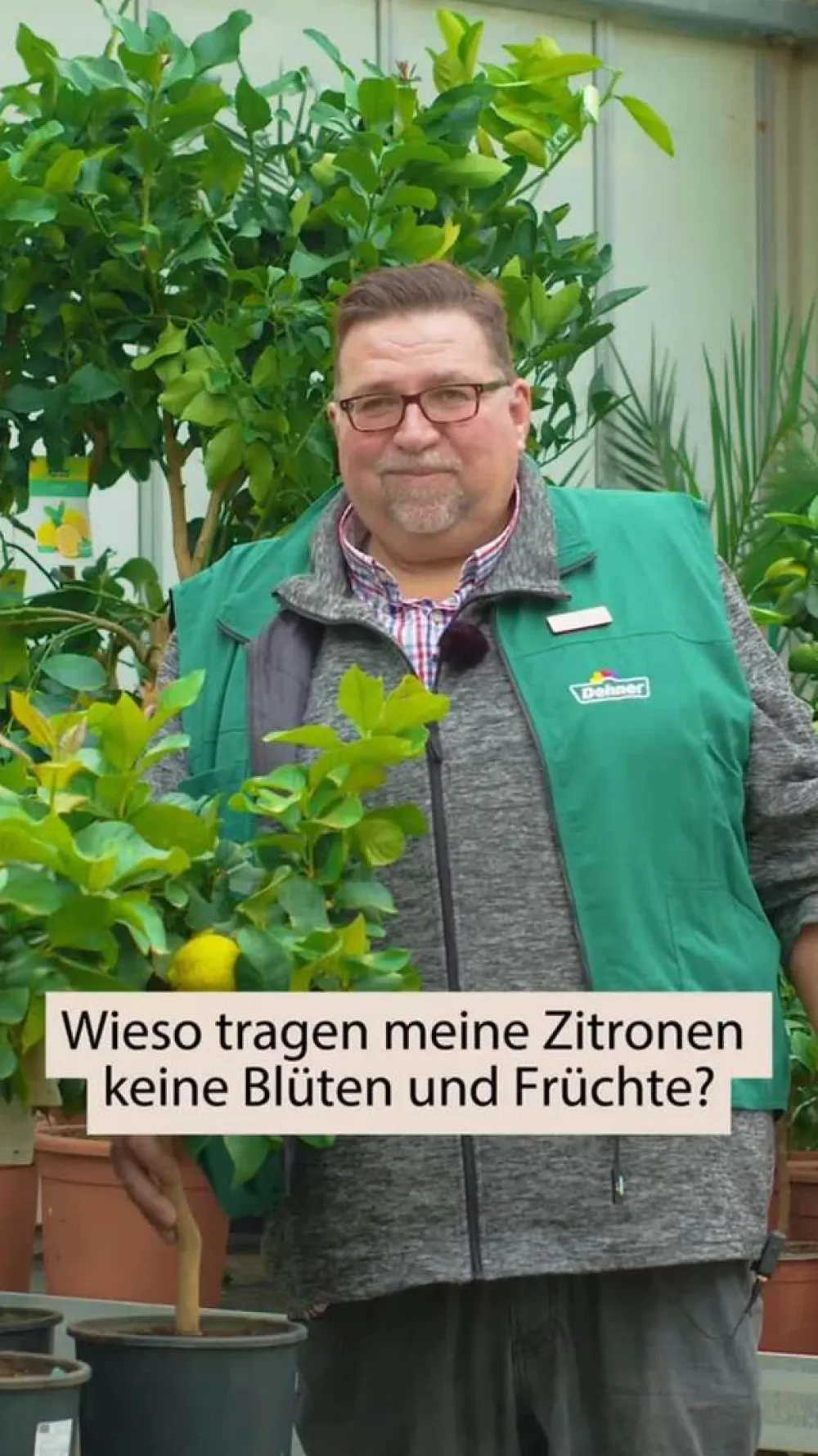 Dehner Zitruspflanzen|Terrassenpflanzen - Echte Zitrone Gelb