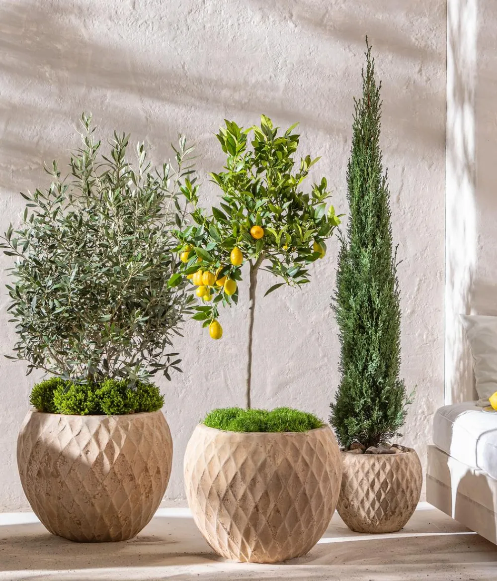 Dehner Zitruspflanzen|Terrassenpflanzen > Echte Zitrone