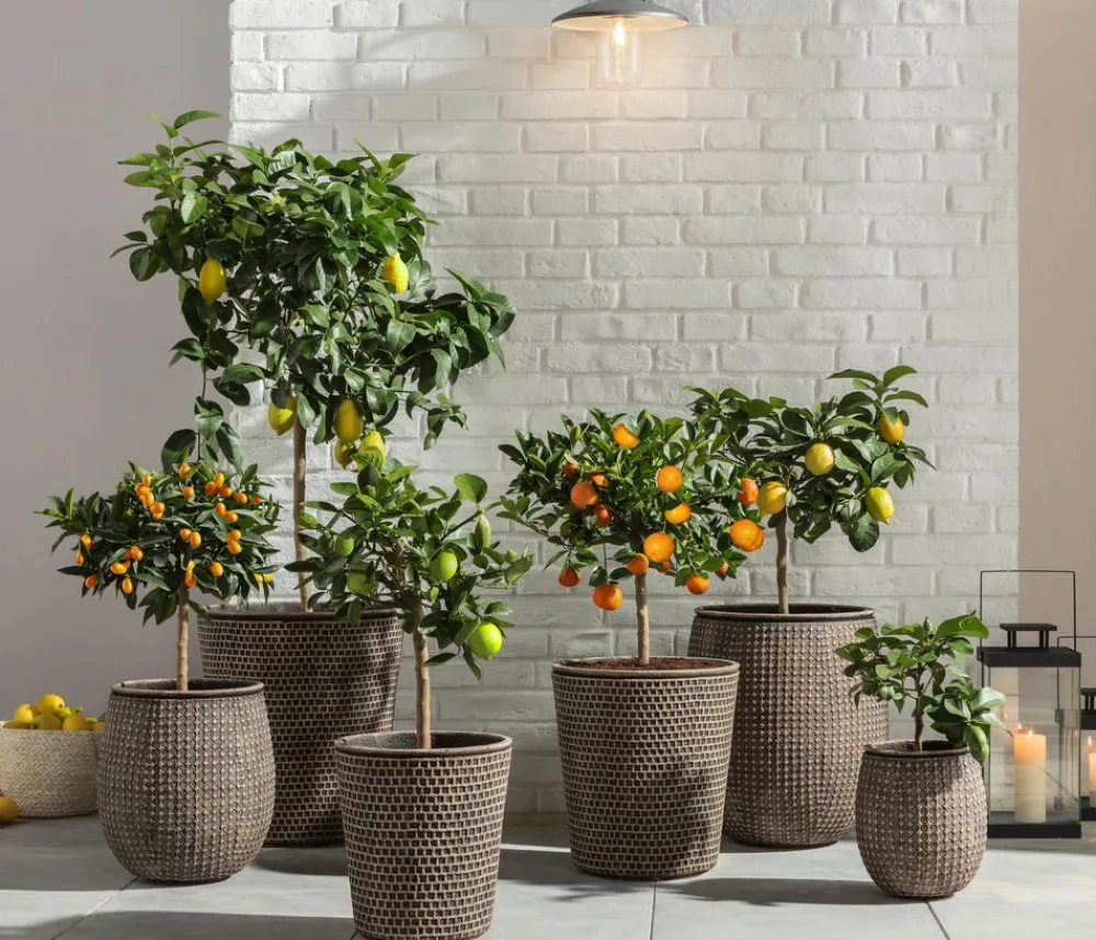 Dehner Zitruspflanzen|Terrassenpflanzen > Echte Zitrone