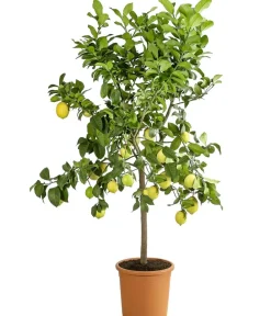 Dehner Zitruspflanzen|Terrassenpflanzen - Echte Zitrone Gelb